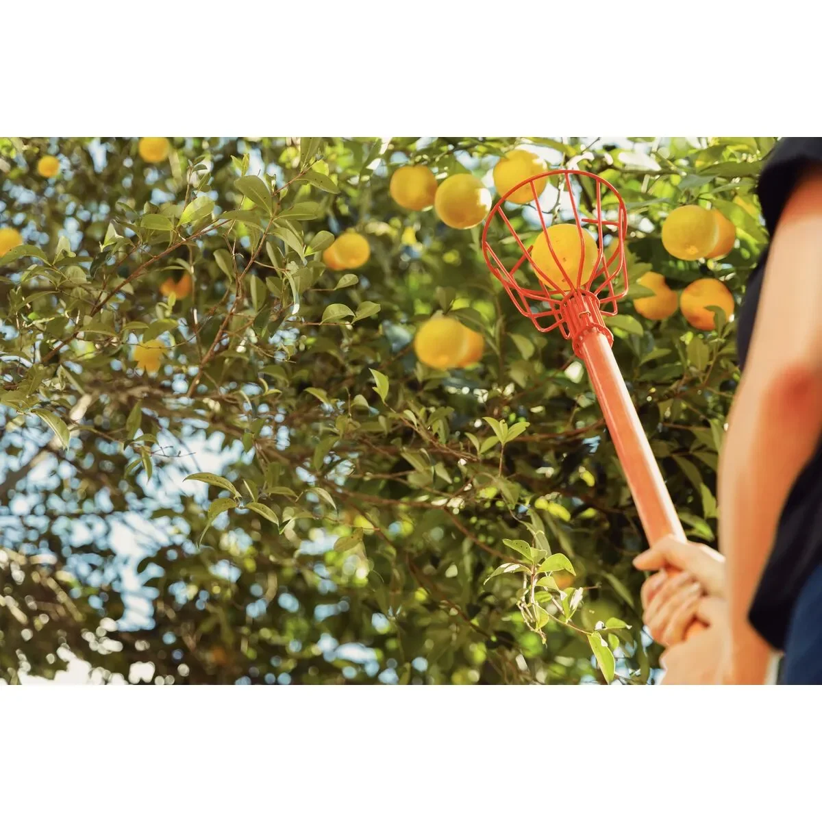 recogedor frutas,mango madera 150cm tramontina - Imagen 3